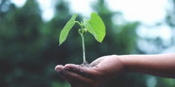 Photo by Akil  Mazumder: https://www.pexels.com/photo/person-holding-a-green-plant-1072824/