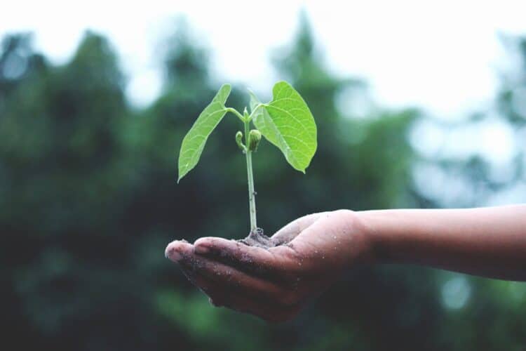 Photo by Akil  Mazumder: https://www.pexels.com/photo/person-holding-a-green-plant-1072824/