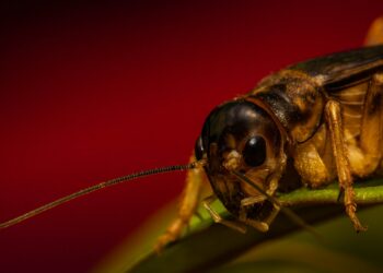 Photo by Diego Madrigal: https://www.pexels.com/photo/macro-photography-of-cricket-6037816/