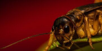 Photo by Diego Madrigal: https://www.pexels.com/photo/macro-photography-of-cricket-6037816/