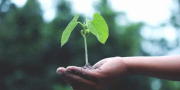 Photo by Akil  Mazumder from Pexels: https://www.pexels.com/photo/person-holding-a-green-plant-1072824/