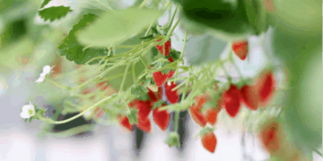 Close-up shot of strawberries grown in automated greenhouses at the Smart Agriculture Competition.